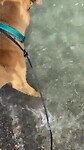 Guus durft steeds meer zo leuk doggy beach