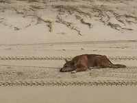 Dingo