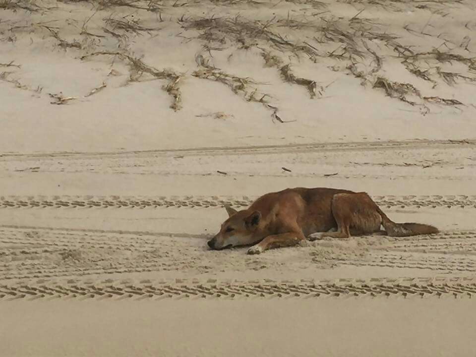 Dingo