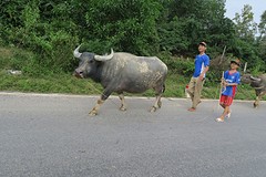 One of the most common things we saw on the Vietnamese road