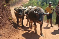 Waterbuffalo's on the road through the mountains