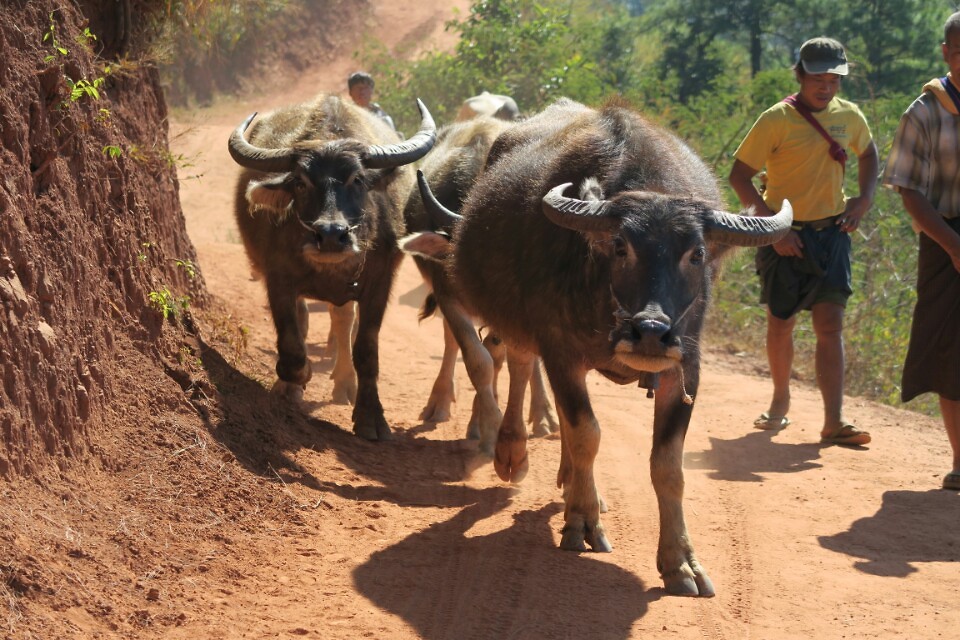 Waterbuffalo's on the road through the mountains