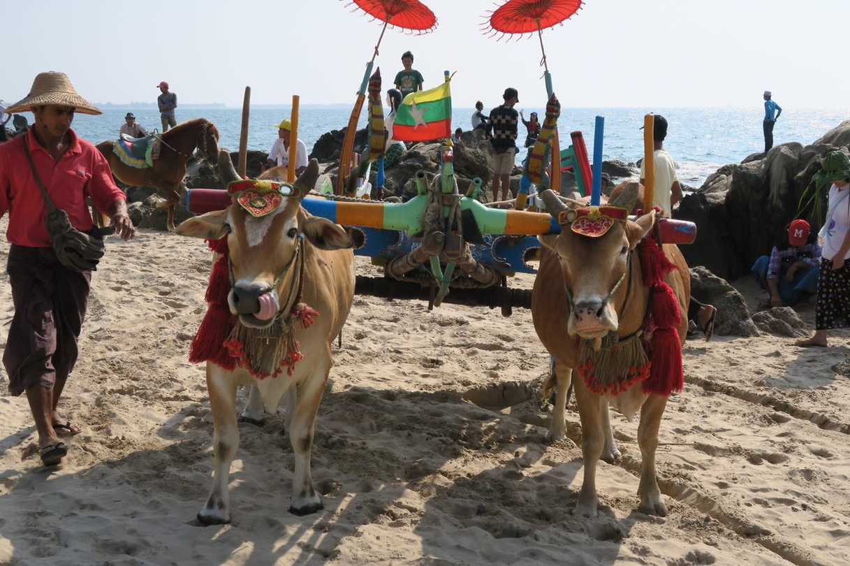 Cows on the beach