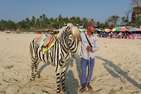 A horse in disguise