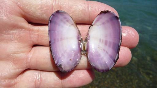 aa