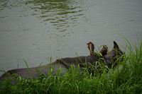 DSC03887