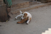 DSC07449