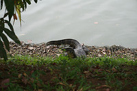 DSC08404