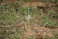 DSC09004