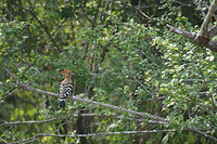 DSC09041