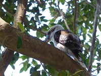 Ons eerste wildlife een Kookaburra in Royal Botaniic Garden