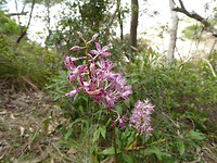 Prachtige orchidee langs de White Sands Walk