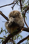 Koala op Raymond island