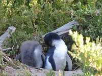 Kleine pinquins