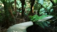 Maits Rest rainforest walk