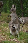 Kangaroes op de camping