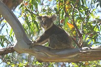 Koala vlak bij Bimby camping langs de weg