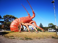 BIG LOBSTER