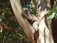 Baby Koala op de camping