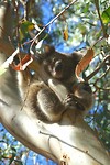Baby Koala op de camping