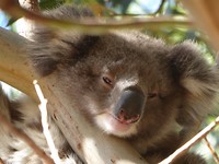 Baby Koala op de camping