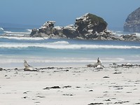 Seals op Seal Bay