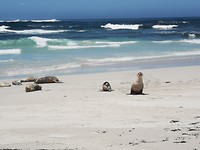 Seals op Seal Bay