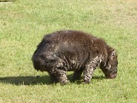 Wombat