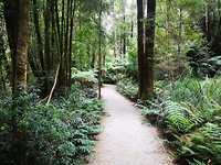 Russel Falls, Het lijkt wel nep