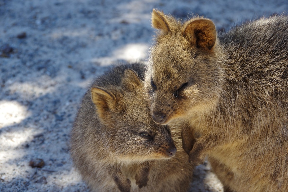 quokka-of-reuzenrat-foto-dennis-en-agnes-op-reis