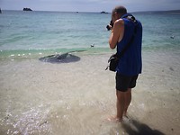 Hamelin bay Stingrays of pijlstaartroggen