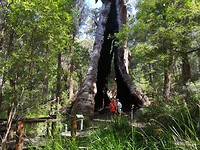 Giant tingle tree