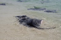Stingrays op Hamelin Bay