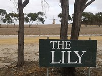 The Lily