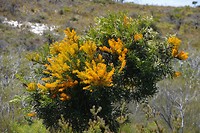 Australische Christmas tree