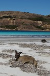 Lazy kangaroe