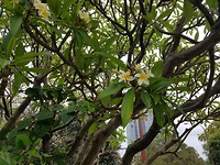 Volgens Rik een Frangipani Plumeria Rubra ruikt heerlijk deze boom