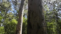 Bicentenial tree