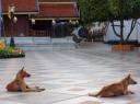 All dogs go to heaven