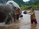 Olifanten wassen