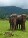 Mea-Purm en Jokia, de blinde olifant