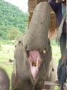 Jokia, de blinde olifant wacht op voer