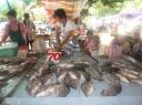 Levende vis op de avondmarkt (later op ons bord)