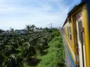 Met de trein langs de 'Dragon-fruit' bomen