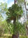 bos Cambodja