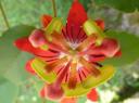 Bali - Bloem