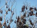 Flying Foxes met een ochtendhumeur
