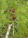 De Proboscis aap