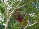 Orang Utan in het wild