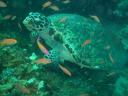 Meneer de zeeschildpad ontmoet.